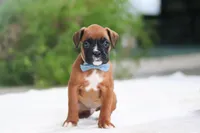 James, a male Boxer for sale in Fredericksburg, OH – Photo 3 of 5