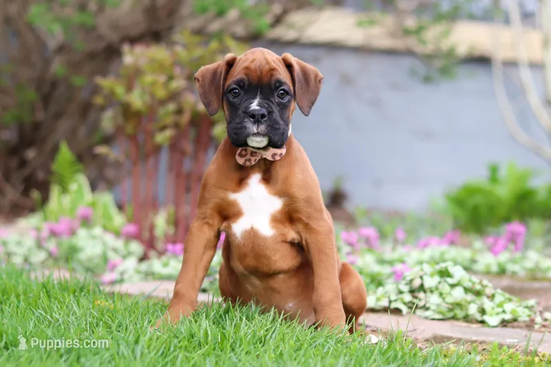 James – Boxer puppy for sale in Fredericksburg, OH