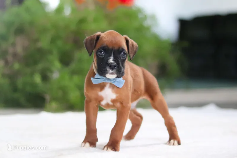 James – Boxer puppy for sale in Fredericksburg, OH