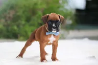 James, a male Boxer for sale in Fredericksburg, OH – Photo 5 of 5