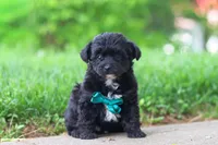 Buster, a male Yorkipoo for sale in Fredericksburg, OH – Photo 2 of 6