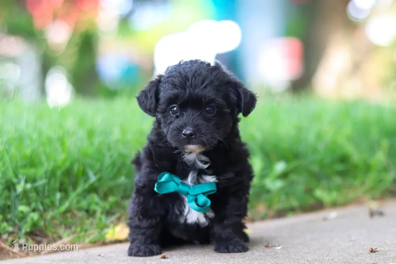 Buster, a male Yorkipoo for sale in Fredericksburg, OH – Photo 1 of 6
