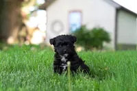 Buster, a male Yorkipoo for sale in Fredericksburg, OH – Photo 6 of 6