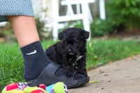 Buster, a male Yorkipoo for sale in Fredericksburg, OH – Photo 5 of 6