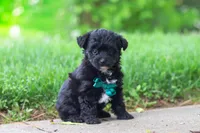 Buster, a male Yorkipoo for sale in Fredericksburg, OH – Photo 3 of 6