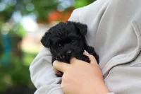 Buster, a male Yorkipoo for sale in Fredericksburg, OH – Photo 4 of 6