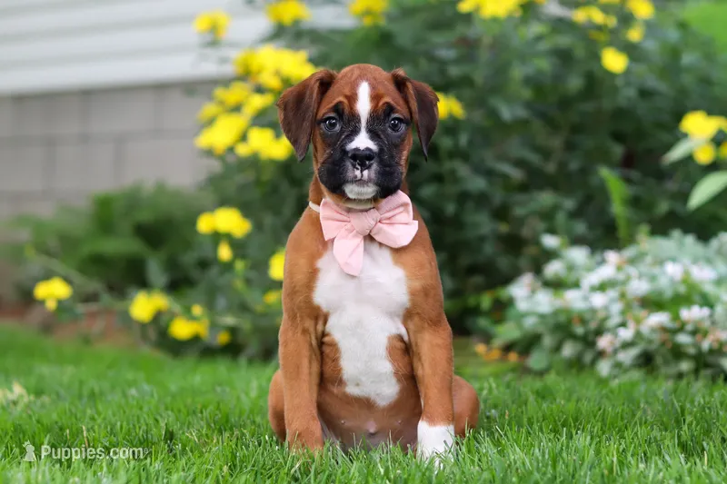 Annie – Boxer puppy for sale in Fredericksburg, OH
