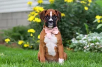Annie, a female Boxer for sale in Fredericksburg, OH – 1 of 5