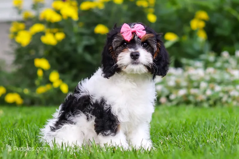 Sunnie – Cavapoo puppy for sale in Fredericksburg, OH