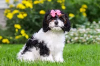 Sunnie, a female Cavapoo for sale in Fredericksburg, OH – 1 of 6