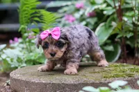 Roxann, a female Yorkipoo for sale in Fredericksburg, OH – 5 of 6