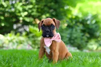 Lily, a female Boxer for sale in Fredericksburg, OH – 4 of 9
