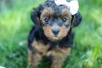 Ariel, a female Yorkipoo for sale in Fredericksburg, OH – 6 of 9