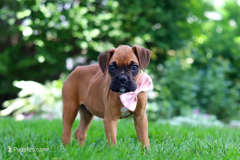 Lily – Boxer puppy for sale in Fredericksburg, OH