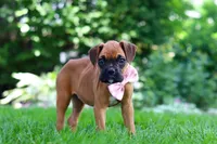 Lily, a female Boxer for sale in Fredericksburg, OH – 1 of 9
