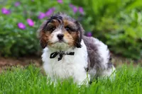 Fury, a male Cavapoo for sale in Fredericksburg, OH – 5 of 5