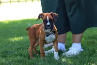 Annie, a female Boxer for sale in Fredericksburg, OH – 6 of 10