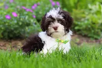 Brady, a male Havanese for sale in Fredericksburg, OH – 4 of 4