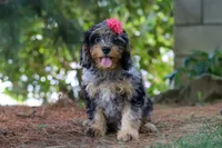 Roxy, a female Cavapoo for sale in Fredericksburg, OH – 2 of 5