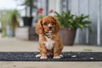 Chase, a male Cavalier King Charles Spaniel for sale in Fredericksburg, OH – 2 of 8