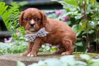 Rusty, a male Cavalier King Charles Spaniel for sale in Fredericksburg, OH – 2 of 6