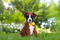 Scooter, a male Boxer for sale in Fredericksburg, OH – 1 of 10