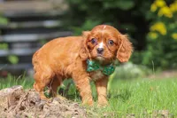 Rusty, a male Cavalier King Charles Spaniel for sale in Fredericksburg, OH – 3 of 6