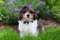 Fury, a male Cavapoo for sale in Fredericksburg, OH – 3 of 5