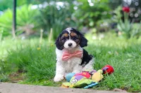 Missy, a female Cavapoo for sale in Fredericksburg, OH – Photo 6 of 9