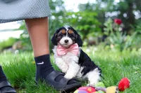 Missy, a female Cavapoo for sale in Fredericksburg, OH – Photo 3 of 9