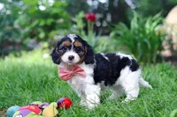 Missy, a female Cavapoo for sale in Fredericksburg, OH – Photo 9 of 9