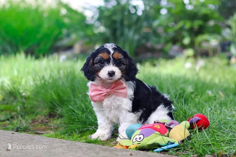 Missy – Cavapoo puppy for sale in Fredericksburg, OH