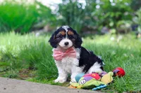 Missy, a female Cavapoo for sale in Fredericksburg, OH – Photo 1 of 9