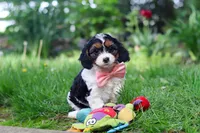Missy, a female Cavapoo for sale in Fredericksburg, OH – Photo 7 of 9