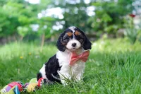Missy, a female Cavapoo for sale in Fredericksburg, OH – Photo 4 of 9