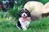 Missy, a female Cavapoo for sale in Fredericksburg, OH – Photo 2 of 9