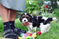 Missy, a female Cavapoo for sale in Fredericksburg, OH – Photo 5 of 9