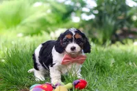Missy, a female Cavapoo for sale in Fredericksburg, OH – Photo 8 of 9