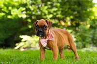 Lily, a female Boxer for sale in Fredericksburg, OH – 5 of 9