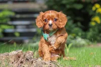 Rusty, a male Cavalier King Charles Spaniel for sale in Fredericksburg, OH – 4 of 6