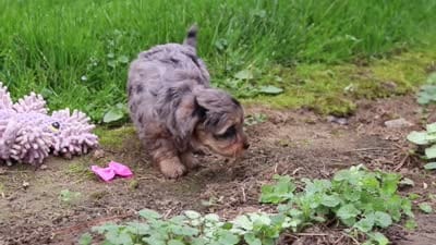 Roxann, a female Yorkipoo for sale in Fredericksburg, OH – 6 of 6