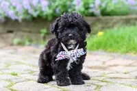 Buster, a male Yorkipoo for sale in Fredericksburg, OH – 3 of 5