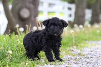 Torie, a female Yorkipoo for sale in Fredericksburg, OH – Photo 4 of 5