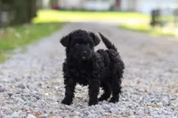 Torie, a female Yorkipoo for sale in Fredericksburg, OH – Photo 3 of 5
