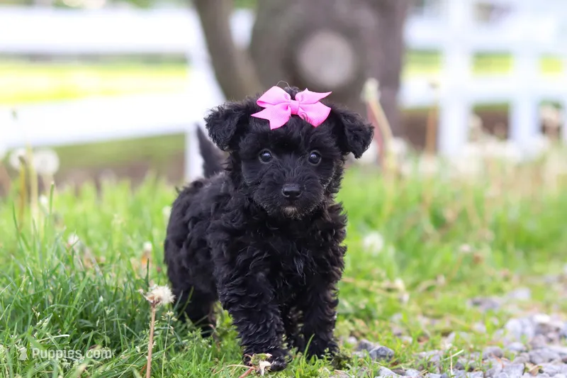 Torie, a female Yorkipoo for sale in Fredericksburg, OH – Photo 1 of 5