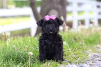 Torie, a female Yorkipoo for sale in Fredericksburg, OH – Photo 5 of 5