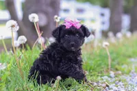 Torie, a female Yorkipoo for sale in Fredericksburg, OH – Photo 2 of 5