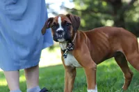 Annie, a female Boxer for sale in Fredericksburg, OH – 9 of 10