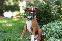 Annie, a female Boxer for sale in Fredericksburg, OH – 2 of 10
