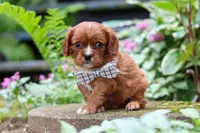 Rusty, a male Cavalier King Charles Spaniel for sale in Fredericksburg, OH – 3 of 6